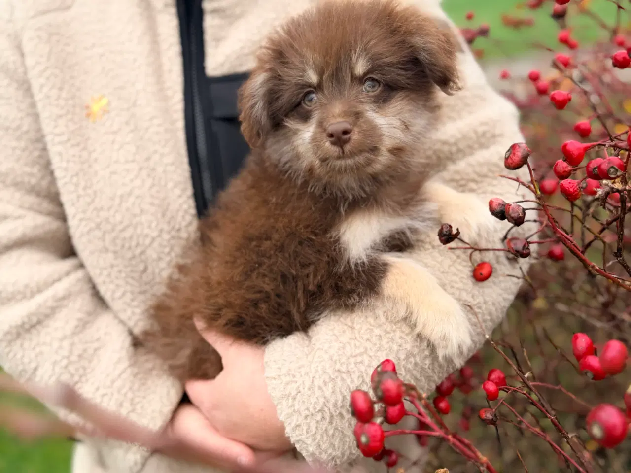 Billede 3 - Brune Pomapoo bamser