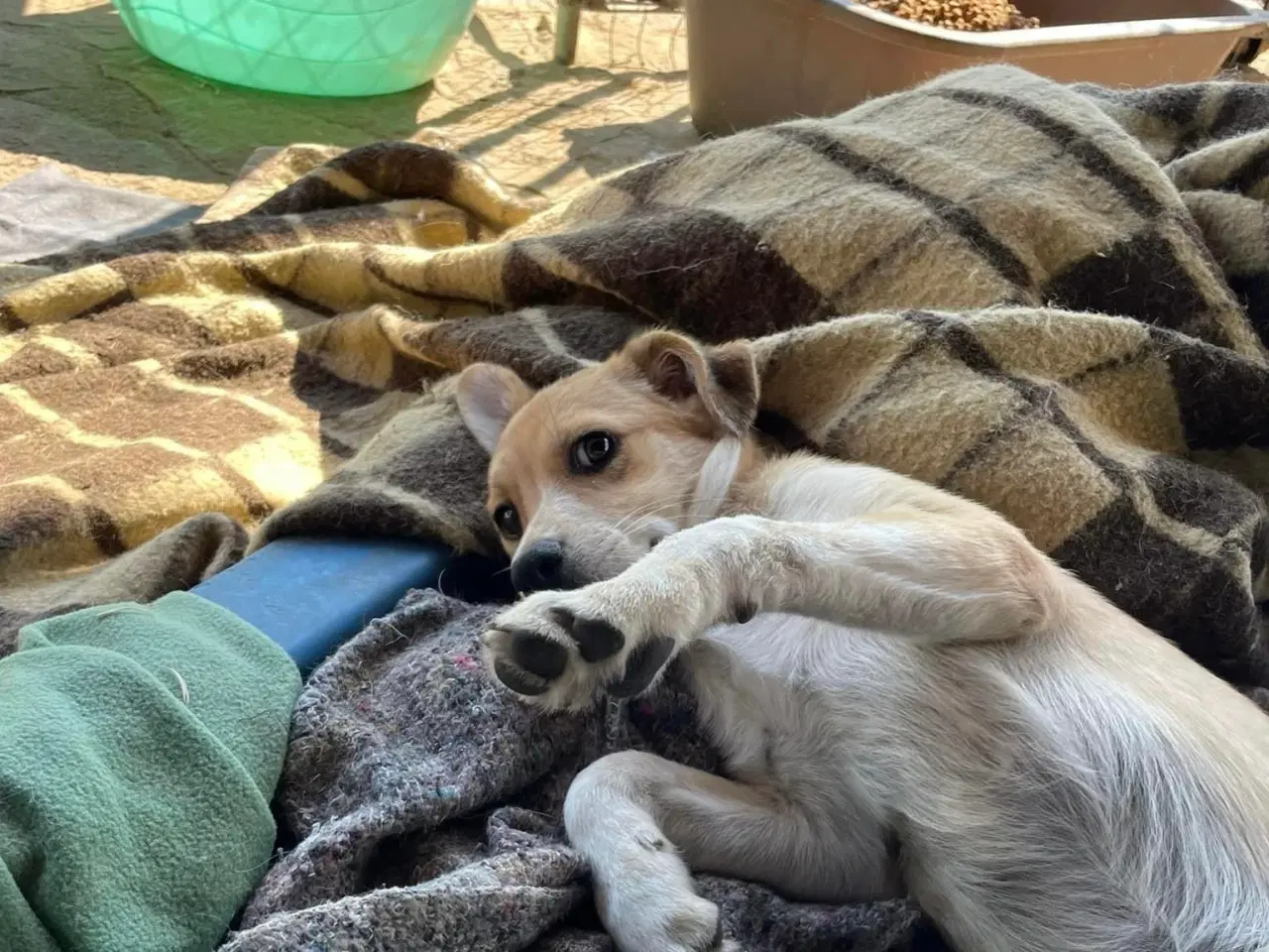 Billede 12 - Lille Buster søger kærligt hjem ❤️