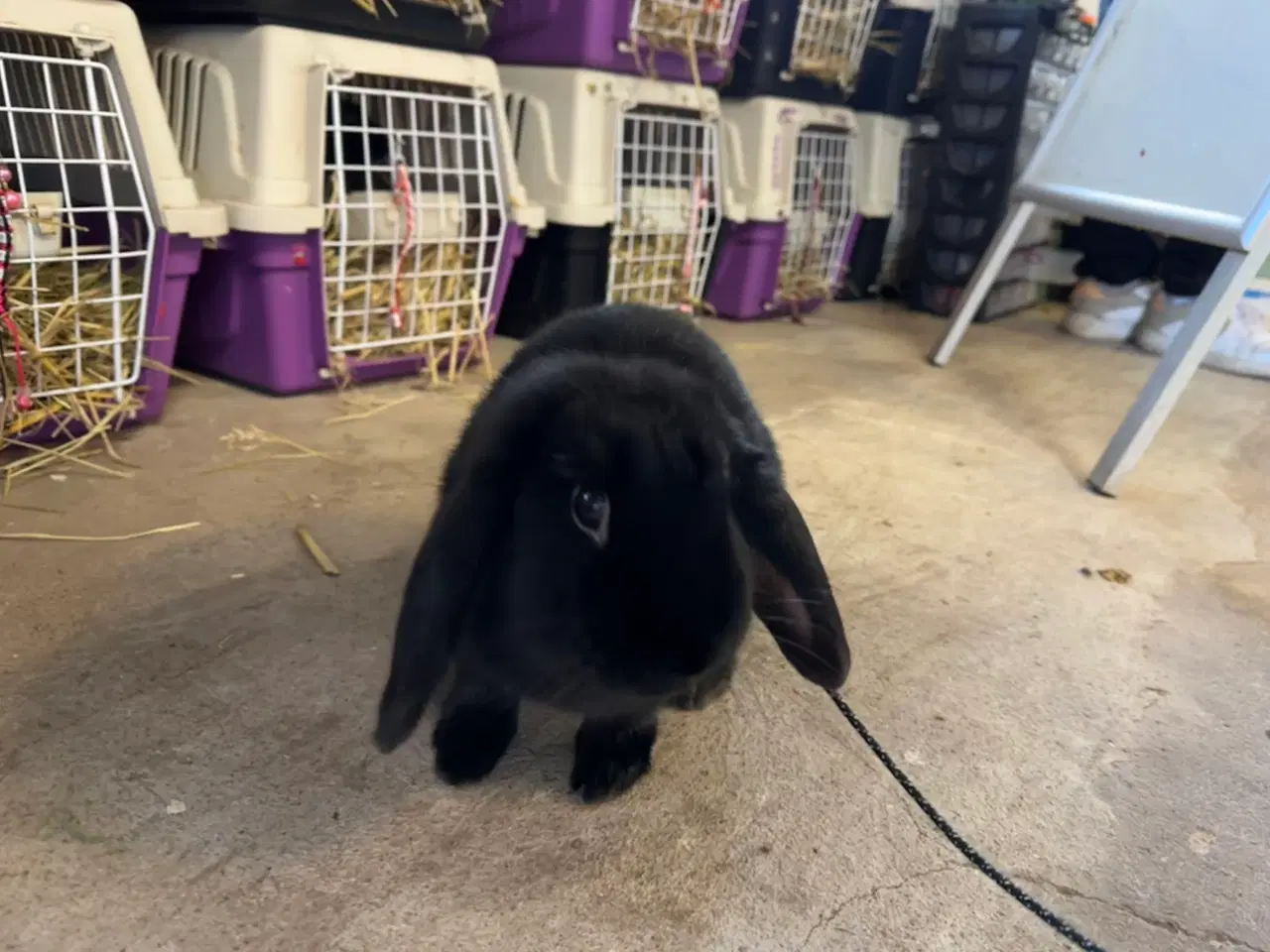 Billede 11 - Østrigsk Hopkanin / Kælekanin sælges