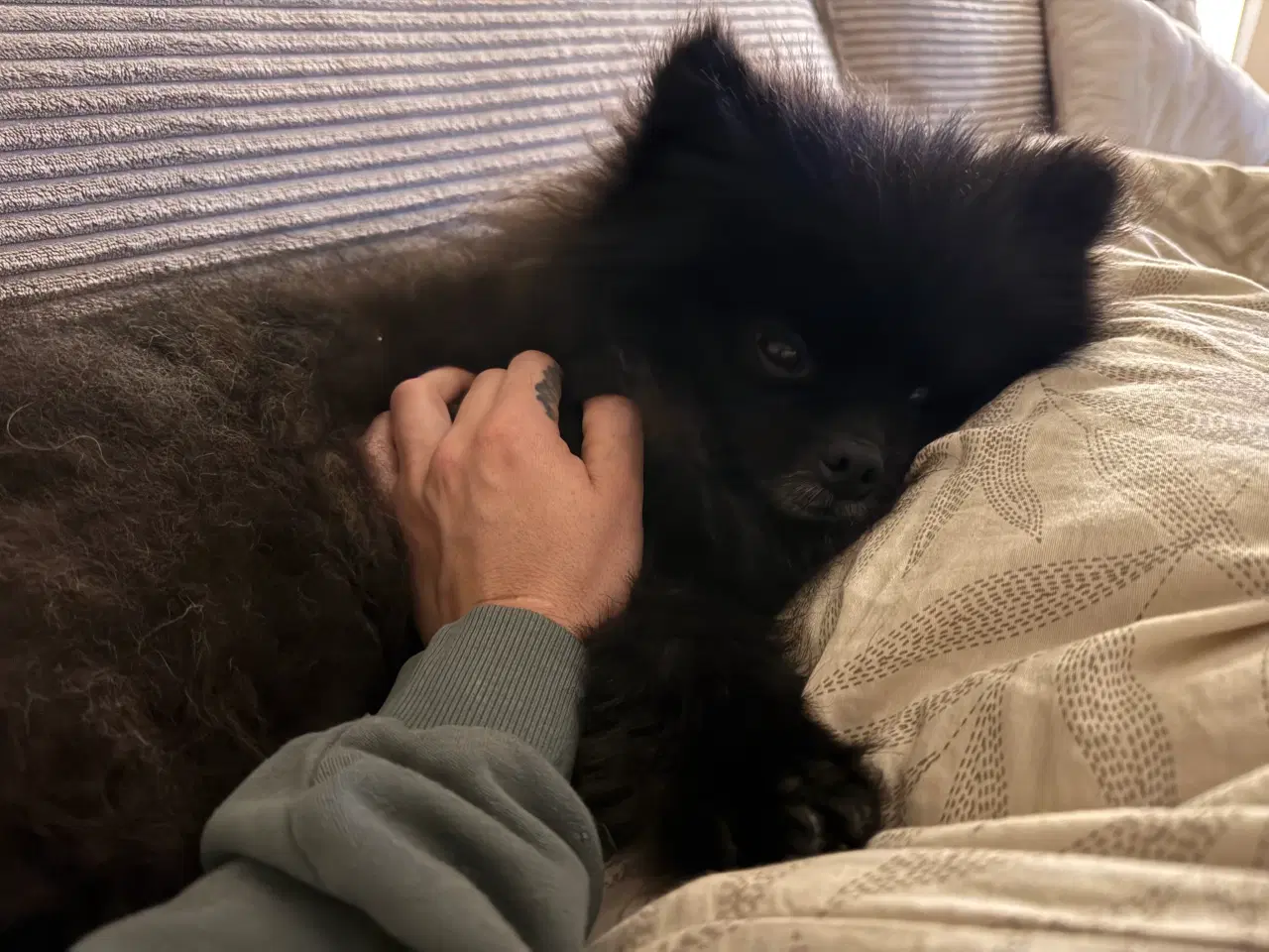 Billede 2 - Pomeranian han 