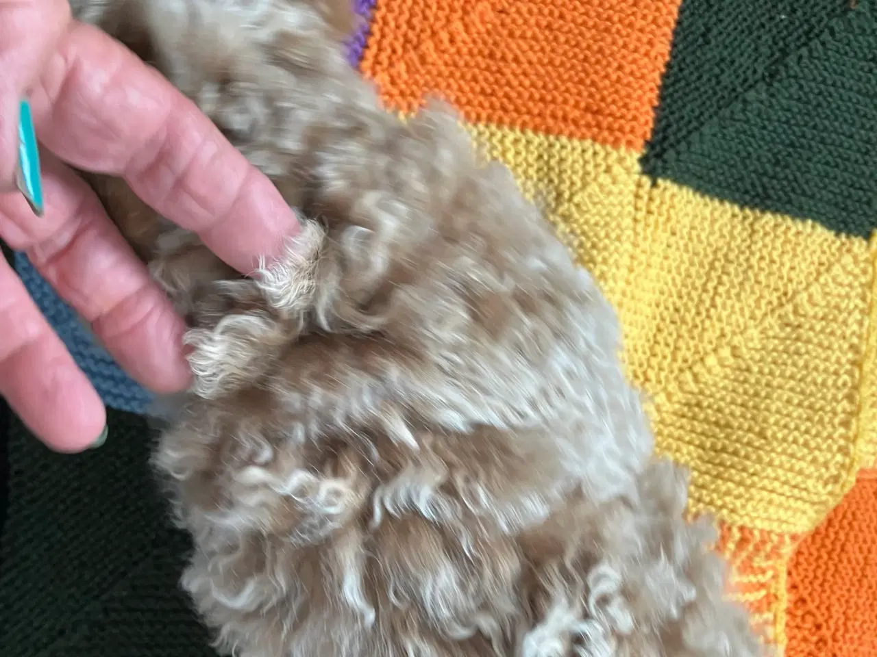 Billede 6 - Mellem labradoodle hvalpe Multigen