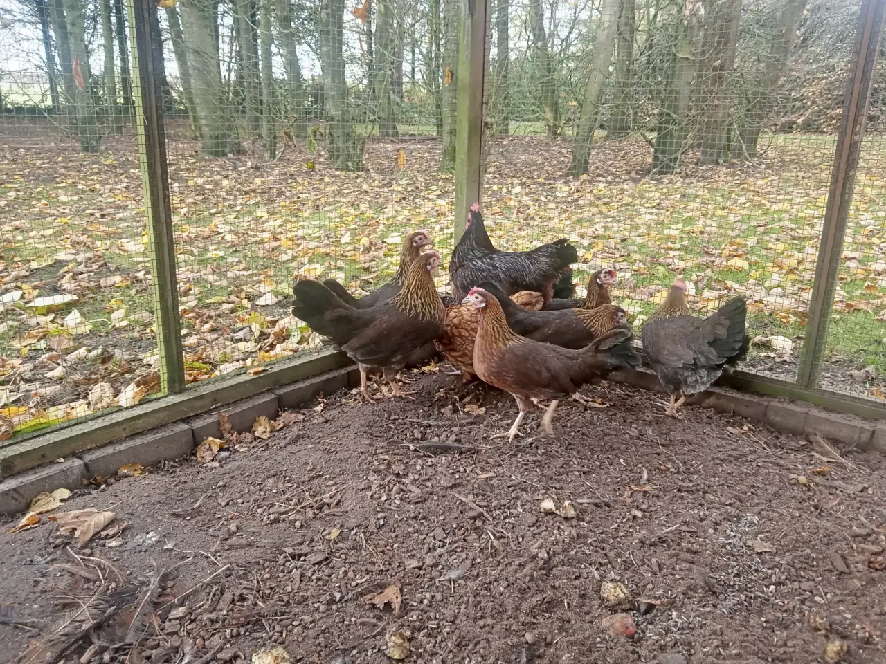 Billede 2 - Dværghøns