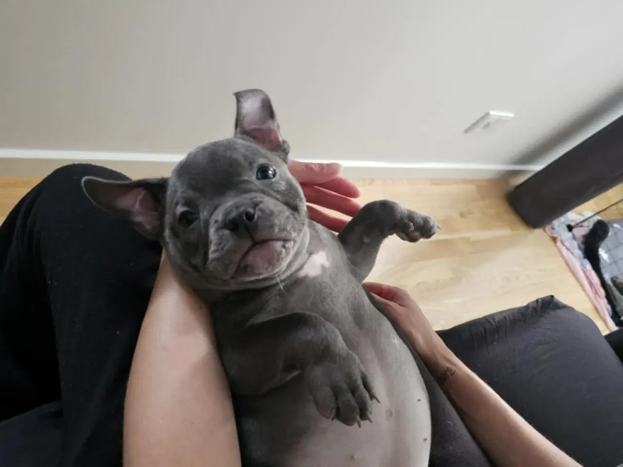 Billede 2 - American bully 