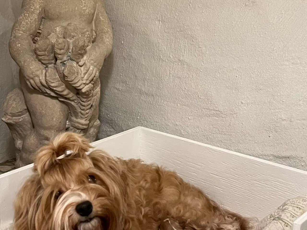 Billede 2 - 🧡Smukke Abrikos & Røde små 🧡