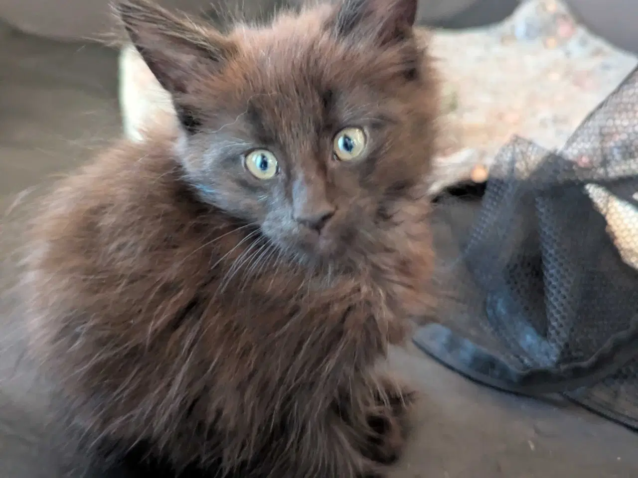 Billede 5 - Maine coon killinger med stambøger 