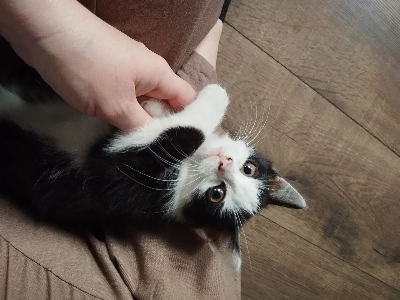 Billede 3 - Broget killing