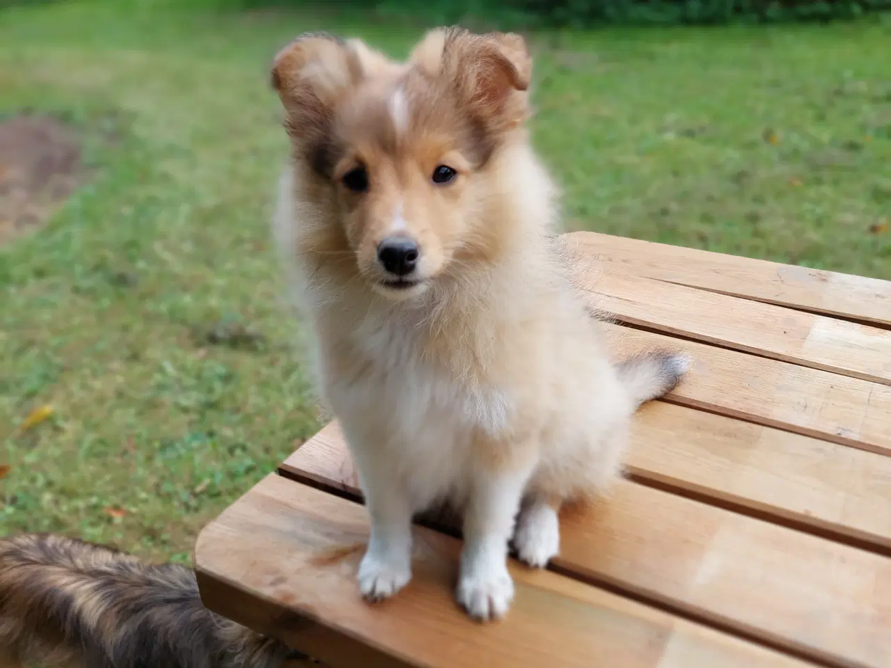 Billede 1 - Sheltie hvalpe hankøn