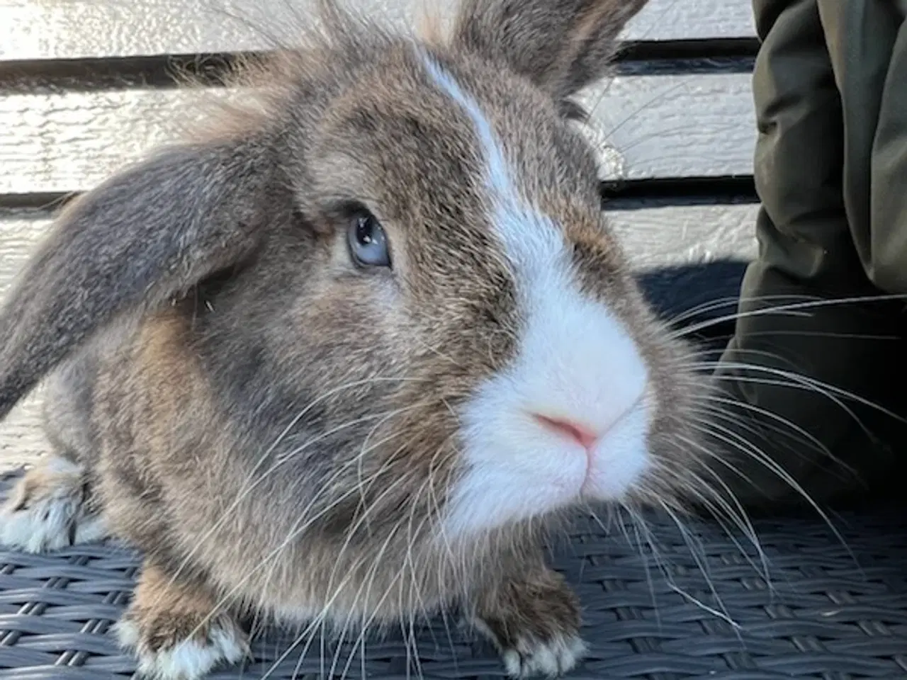Billede 5 - Kaniner