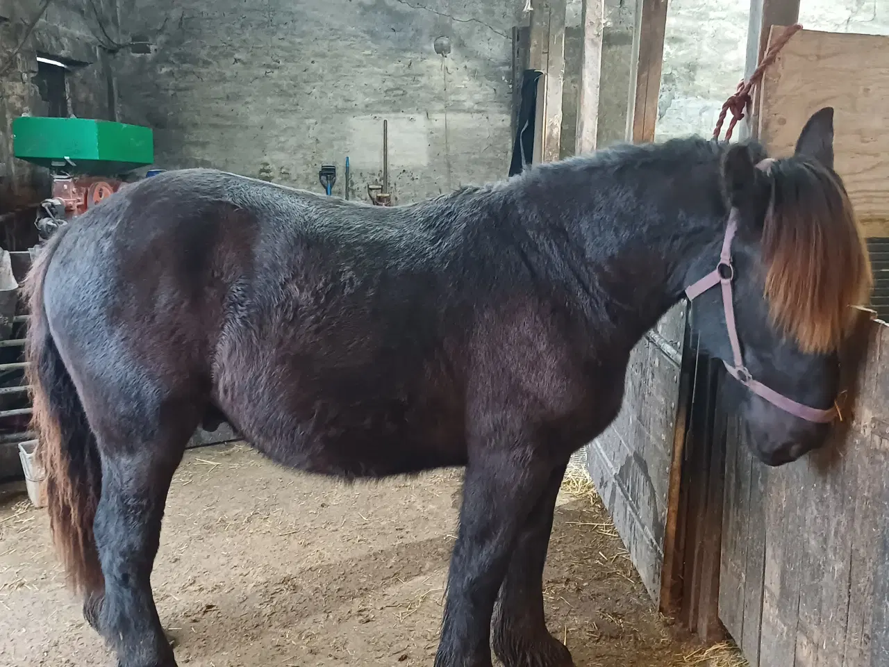 Billede 3 - 1 årig Jyskhest hingst sælges