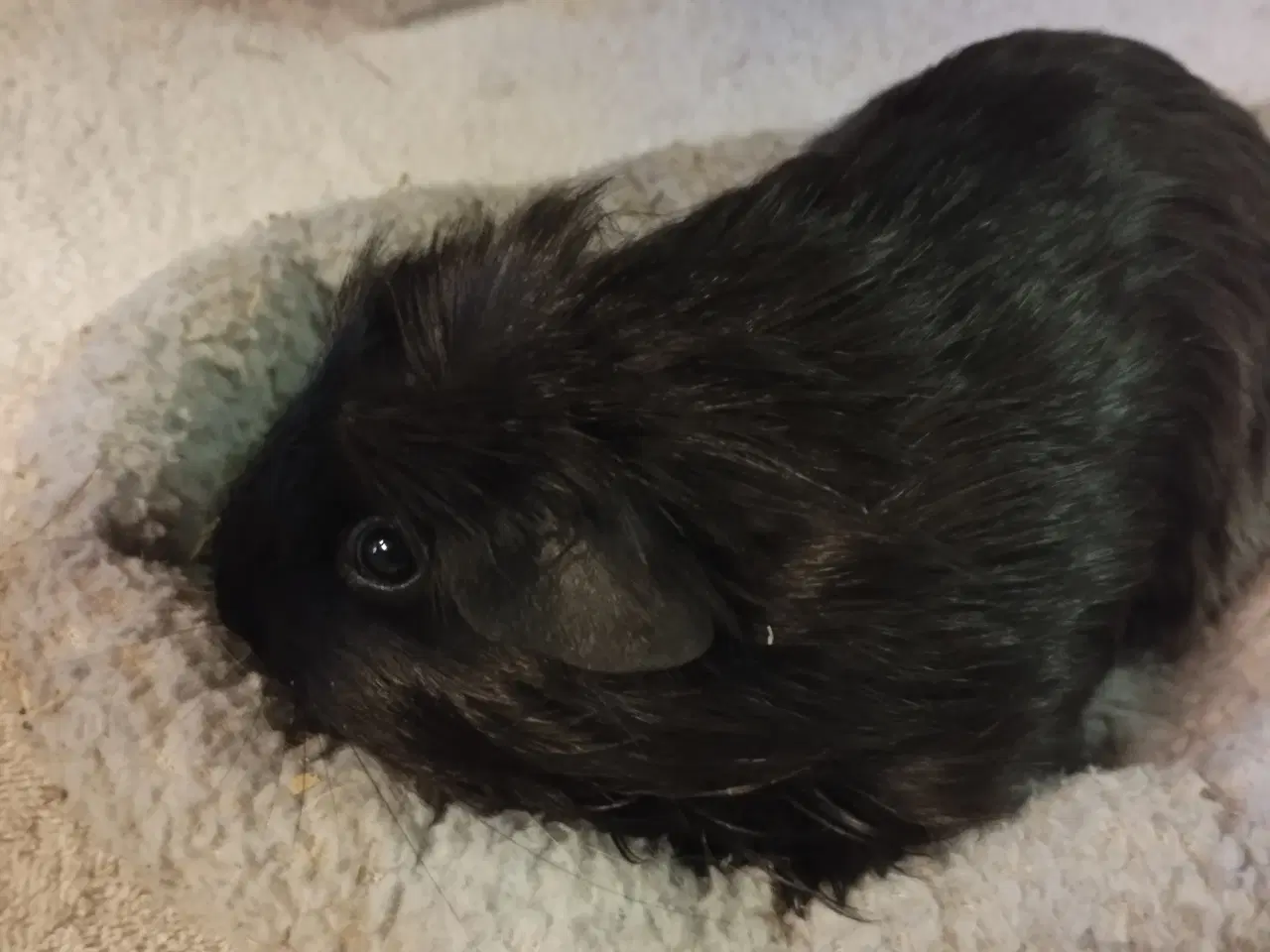 Billede 6 - Ægte sheltie, puruaner ,Texel ,lang hårs hvirvler.