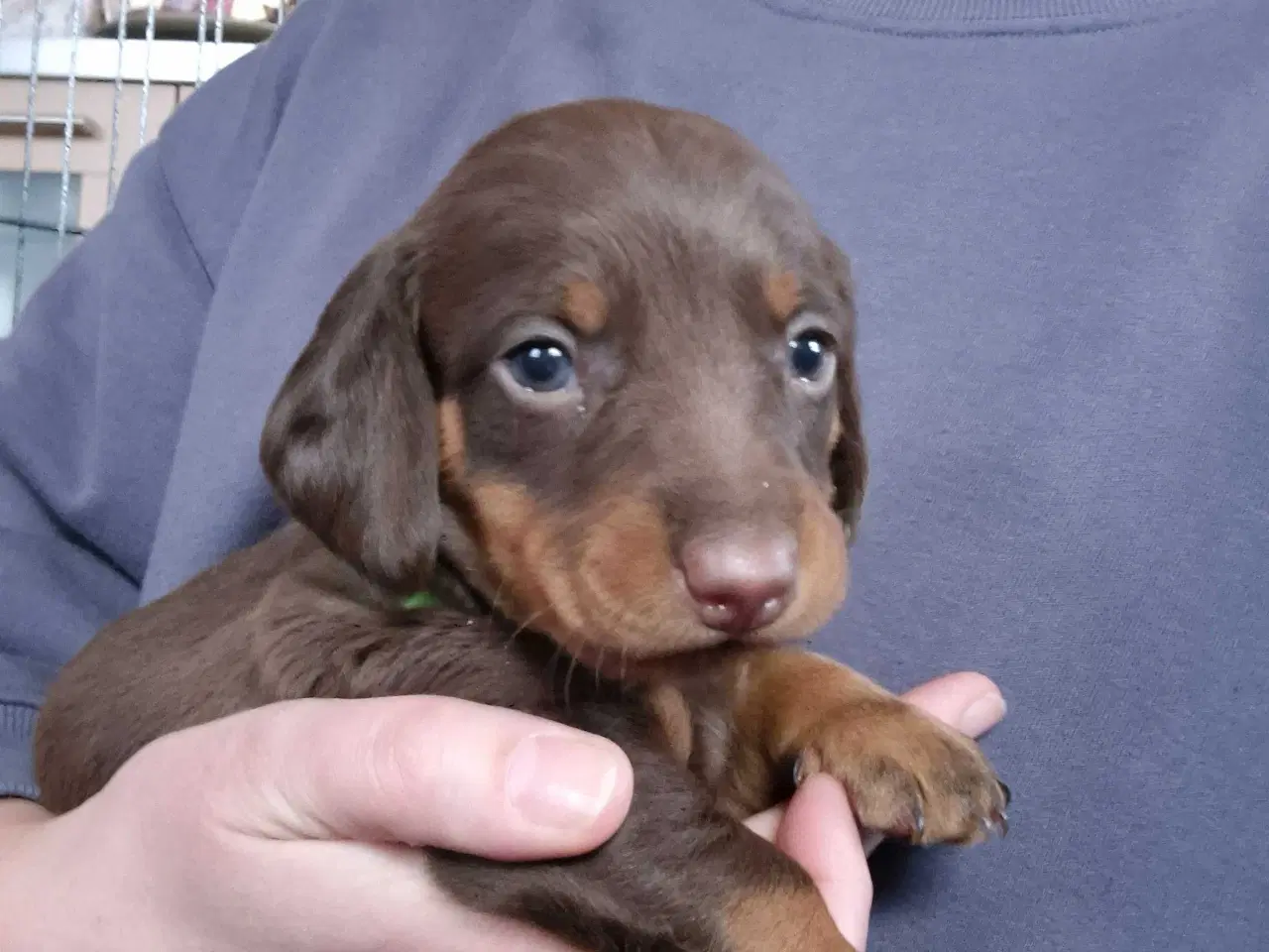 Billede 2 - Gravhundehvalpe, standard, korthåret