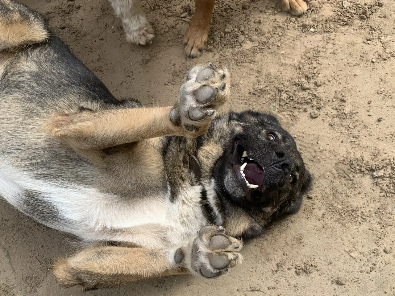 Billede 10 - Skøn bamse søger familie! 🤎
