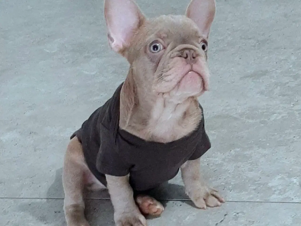 Billede 5 - Fransk bulldog Isabella drenge 