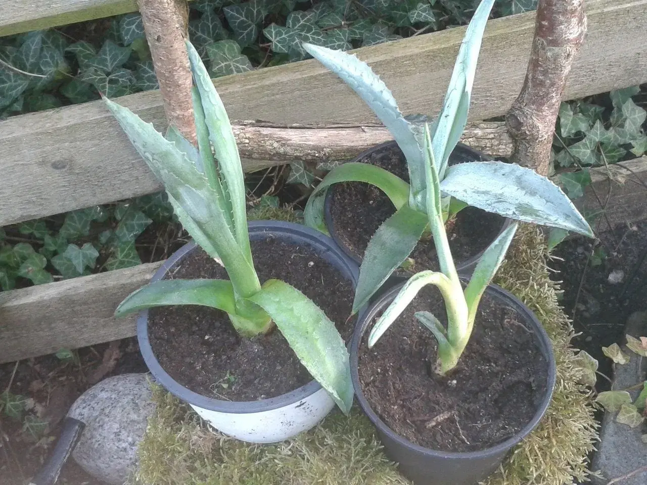 Billede 1 - Agave