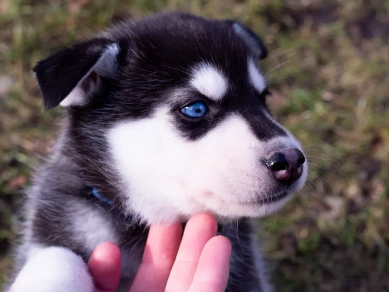 Billede 6 - Alaskan Husky/malamute hvalpe
