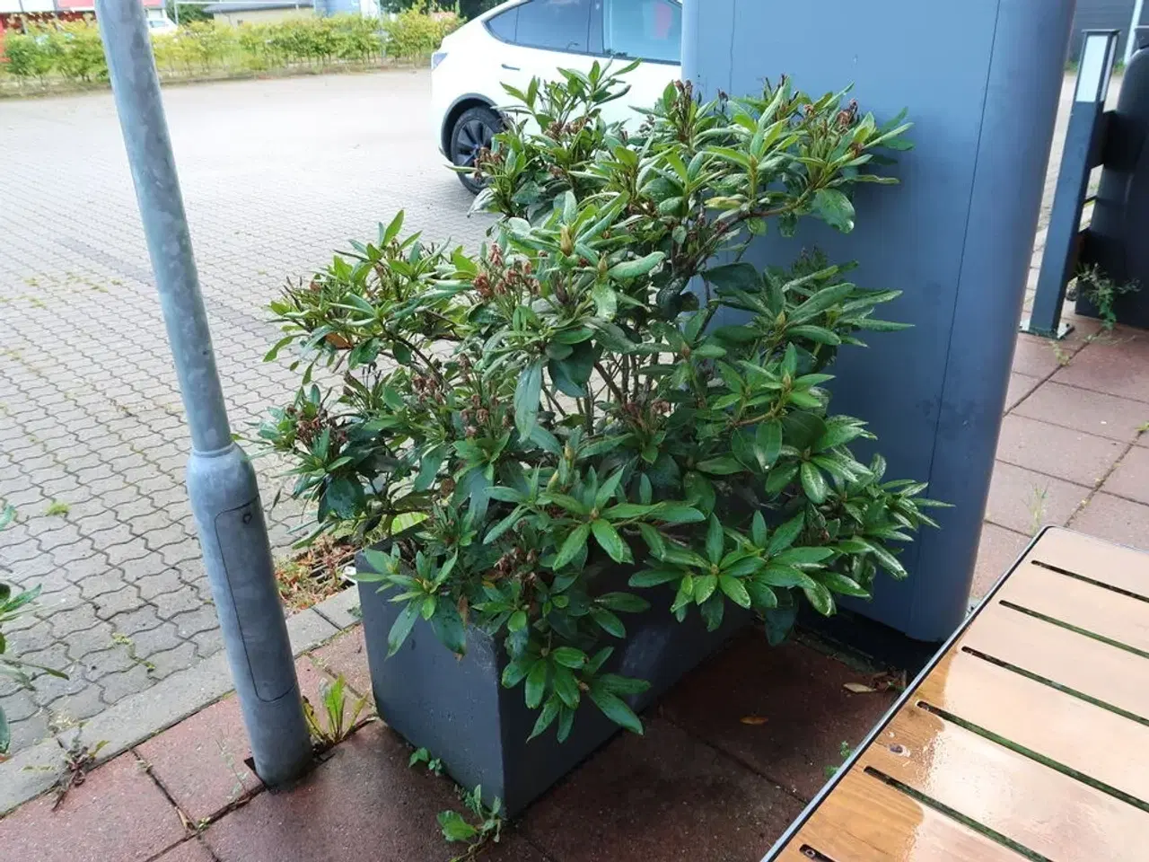 Billede 2 - Krukke med plante