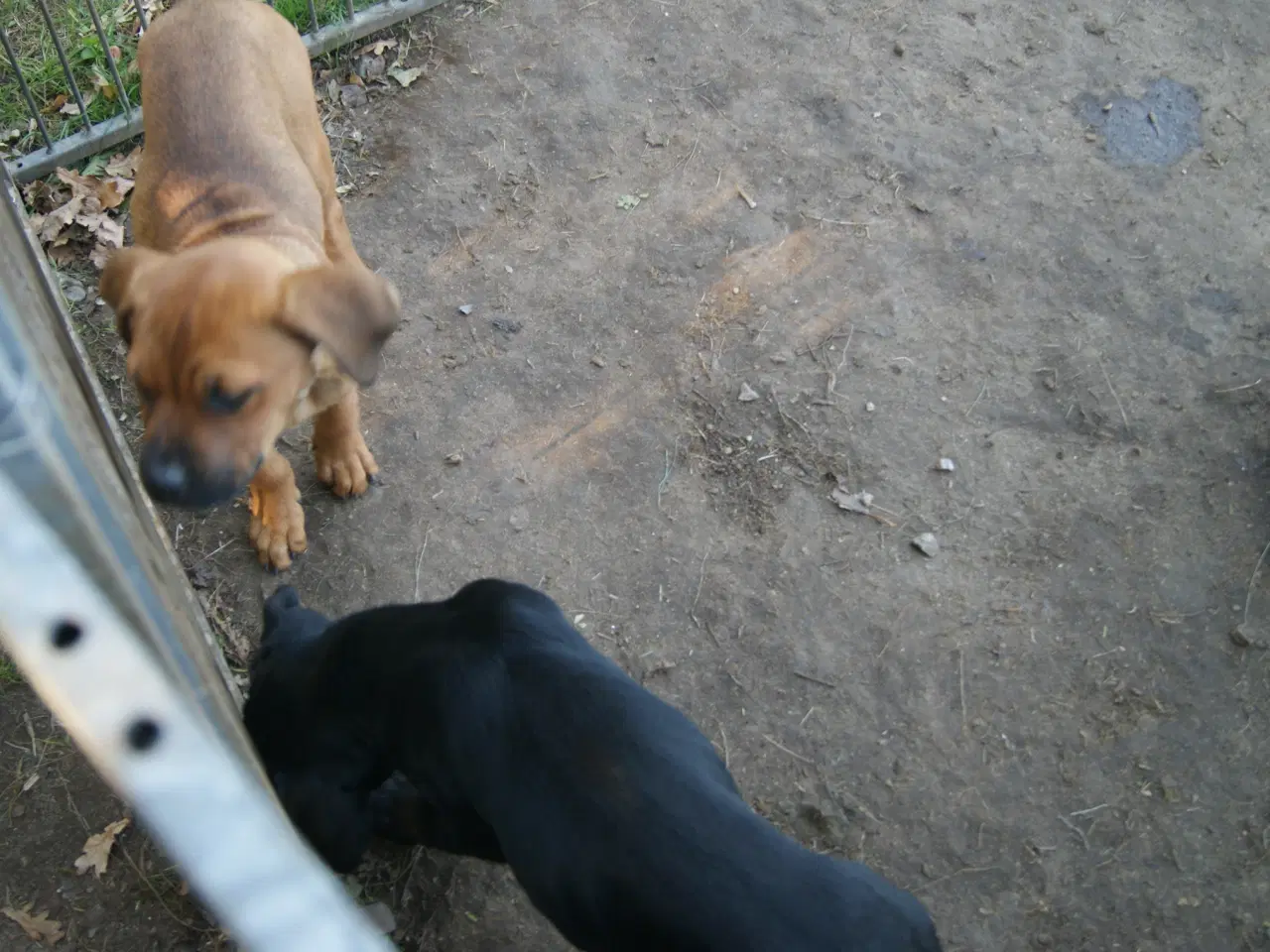 Billede 12 - 3 livlige og friske Cane Corso/ Rottweiler Hvalpe.