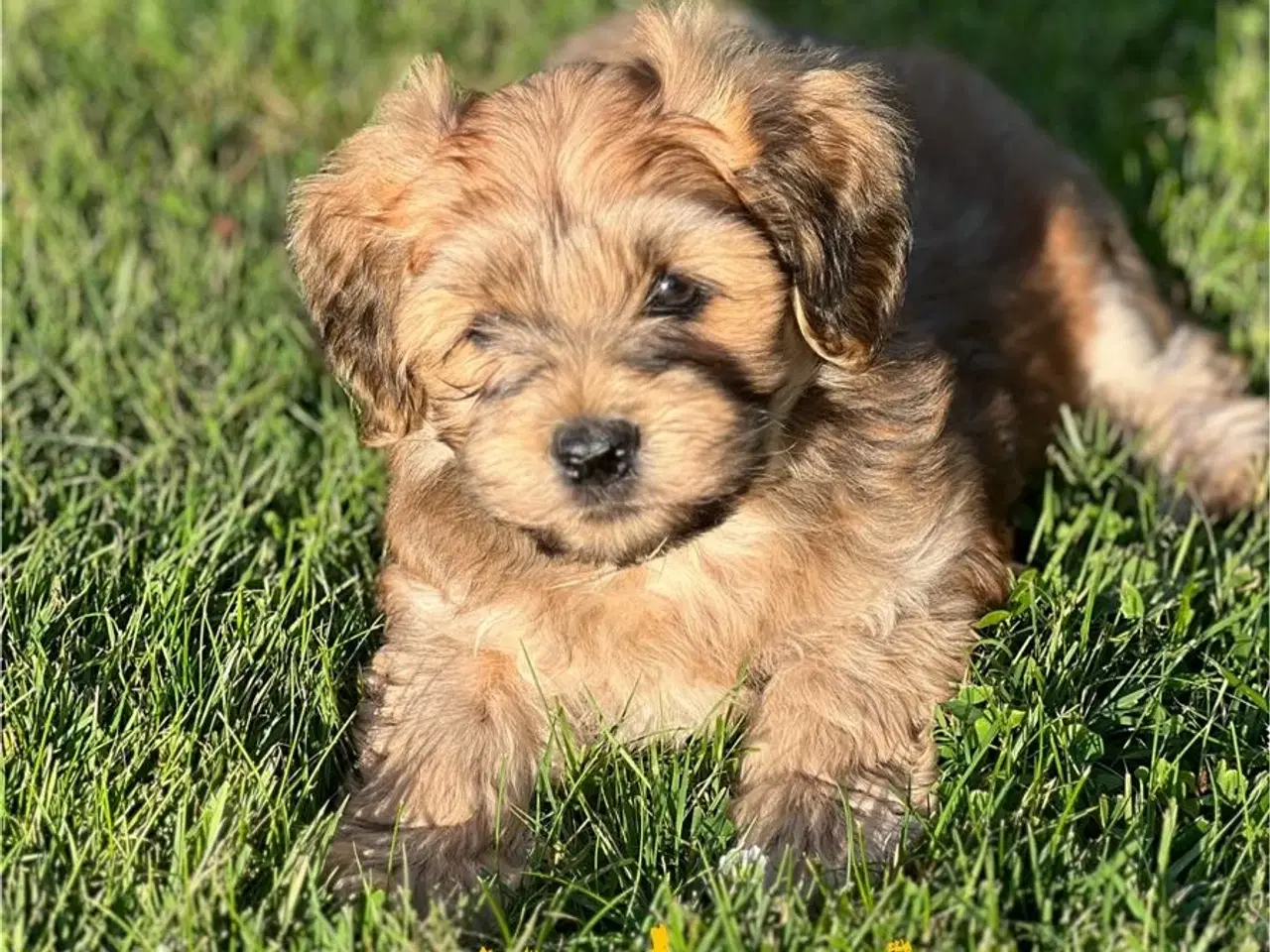 Billede 5 - Bichon Havanais hvalpe. 2 hanner