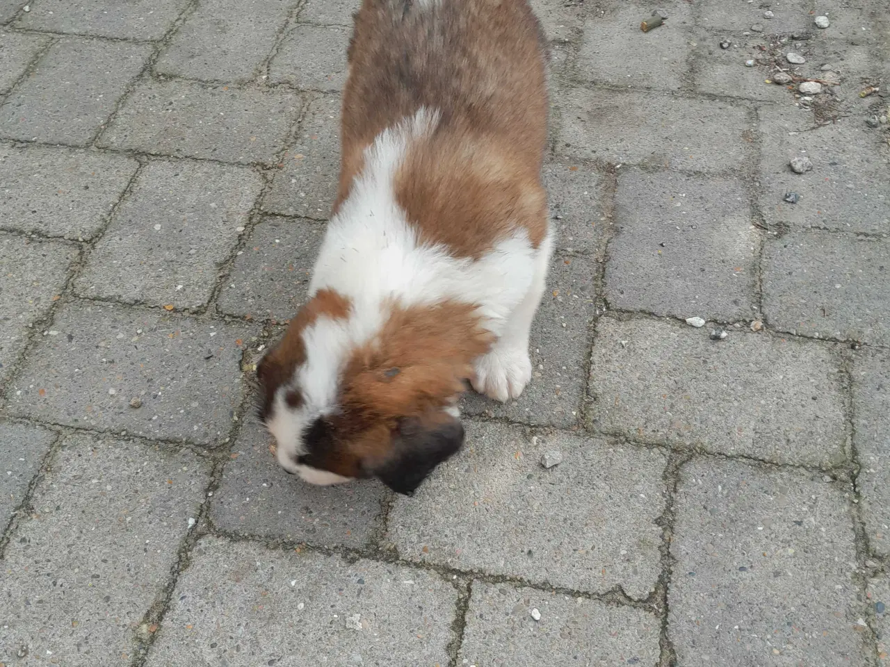 Billede 2 - Hundehvalpe 