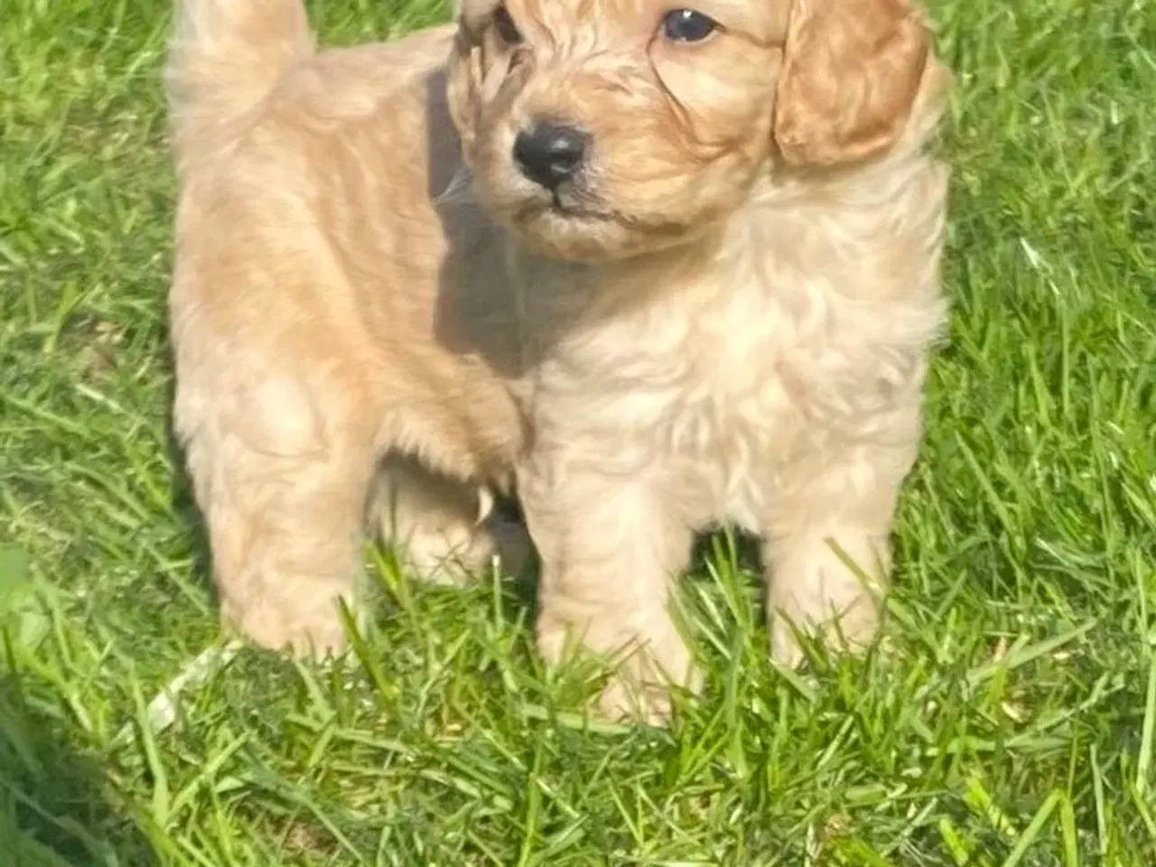 Billede 1 - Cavapoo hvalpe 