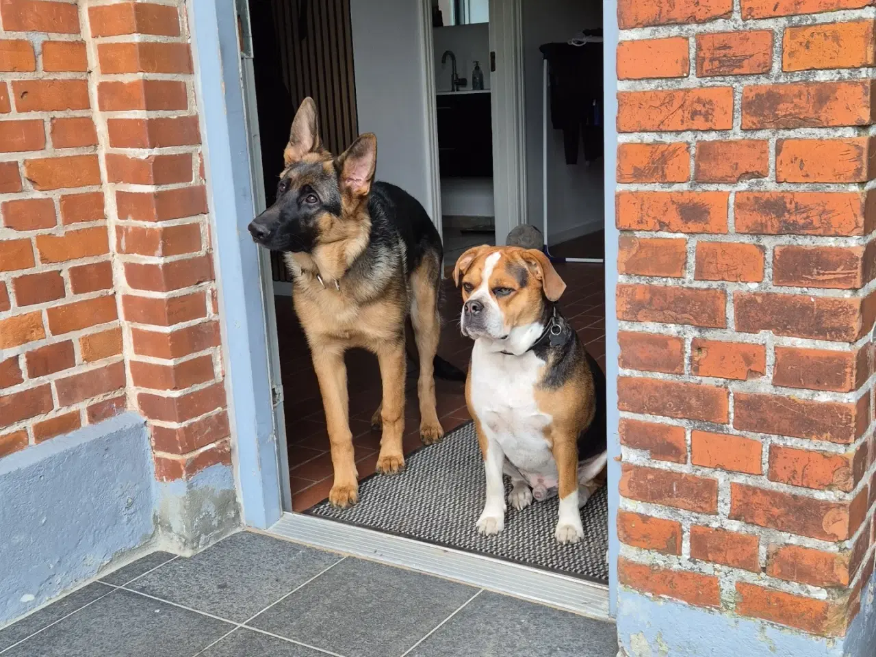 Billede 1 - 2 dejlige hunde