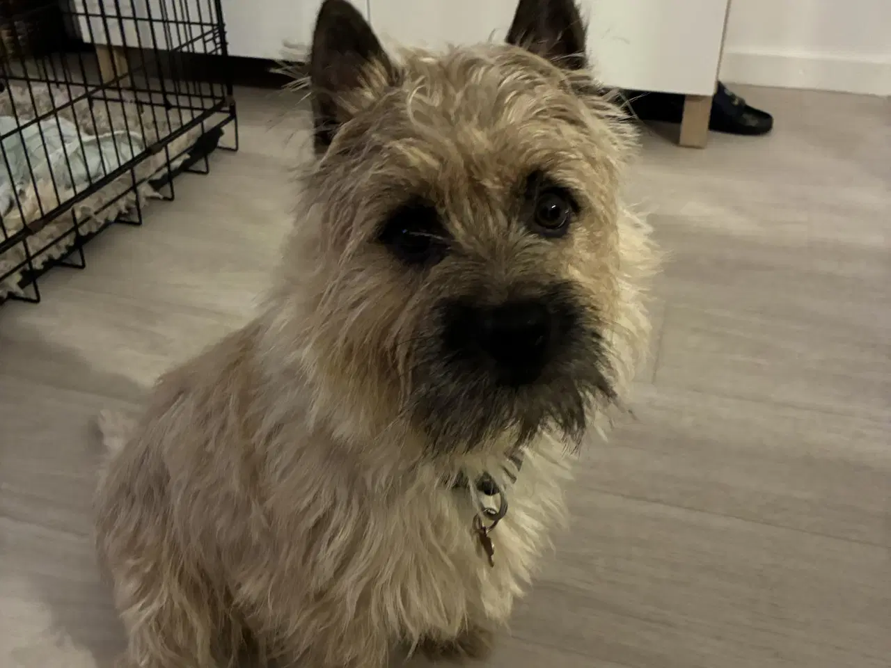 Billede 8 - KUN 2 TILBAGE -skønne Cairn tæver