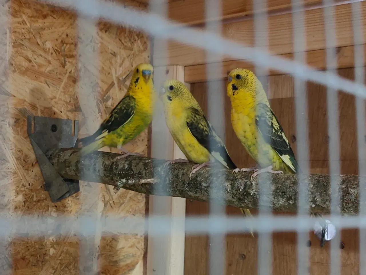 Billede 1 - Blackwing (Sortvinget undulater.)