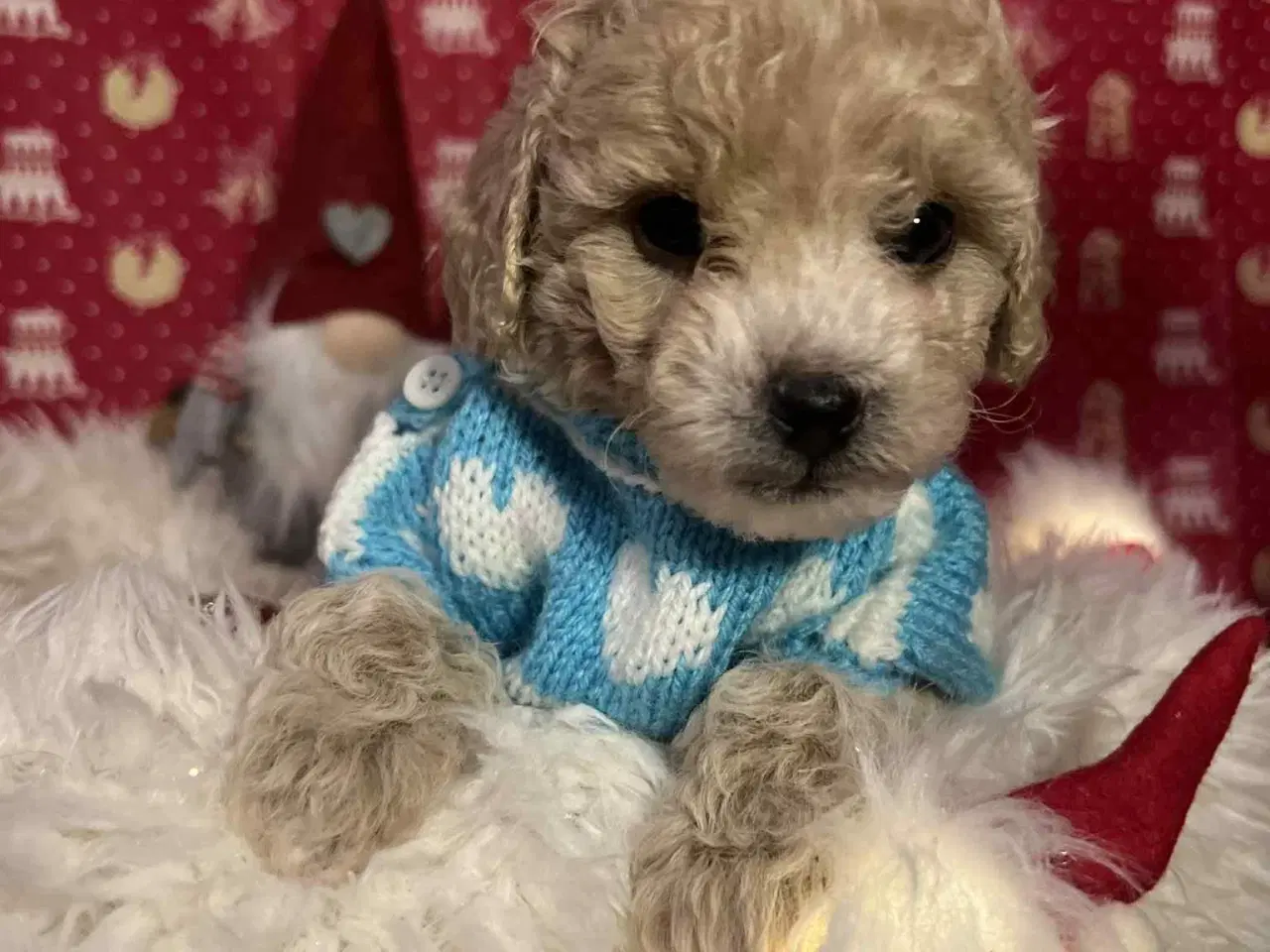 Billede 12 - Maltipoo 