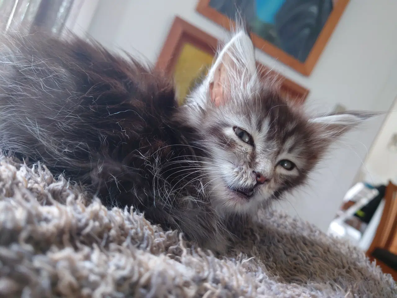 Billede 7 - Maine coon killinger, far ægte med tavle