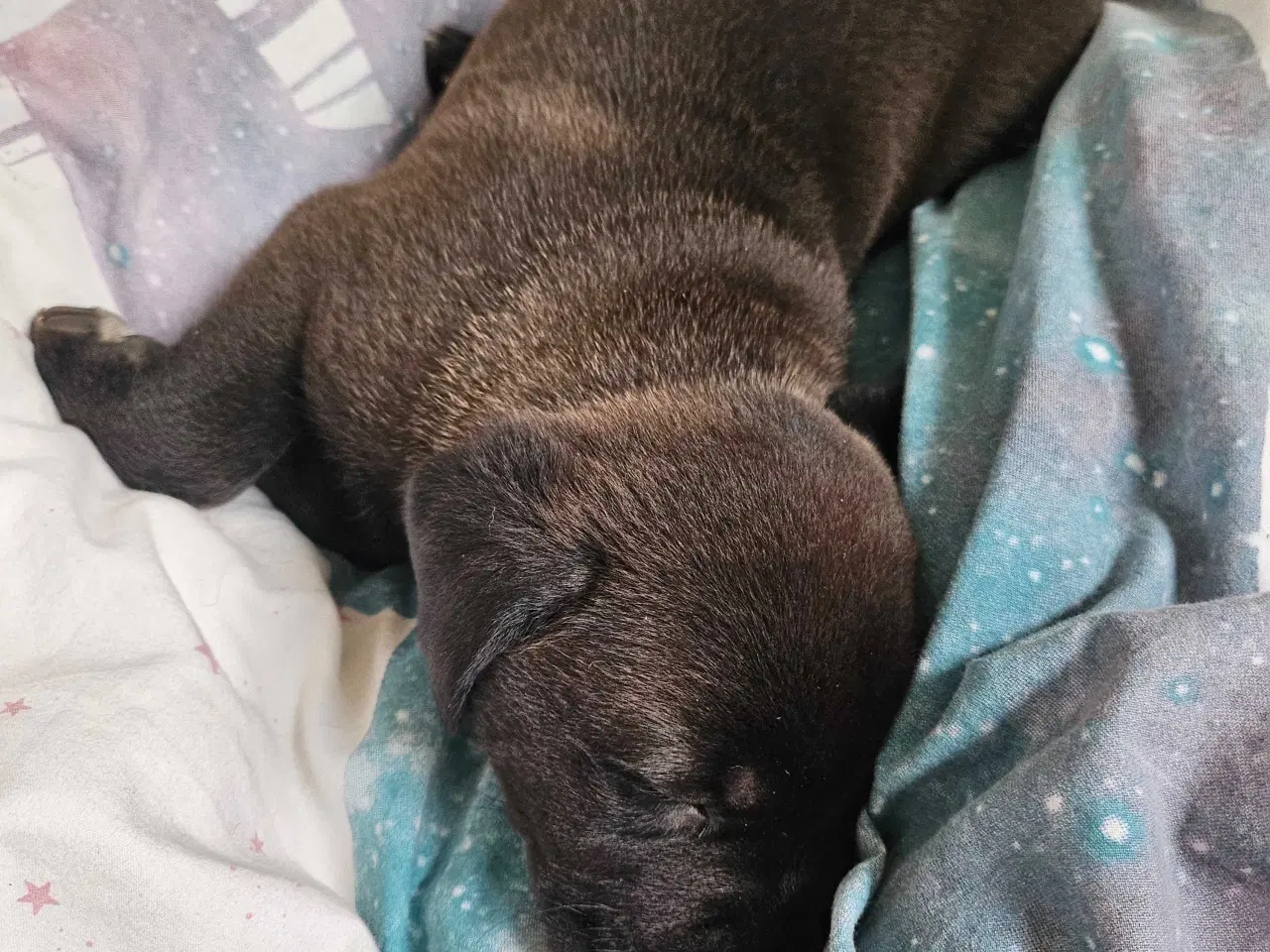 Billede 17 - Dogue de bordeaux blandings hvalpe