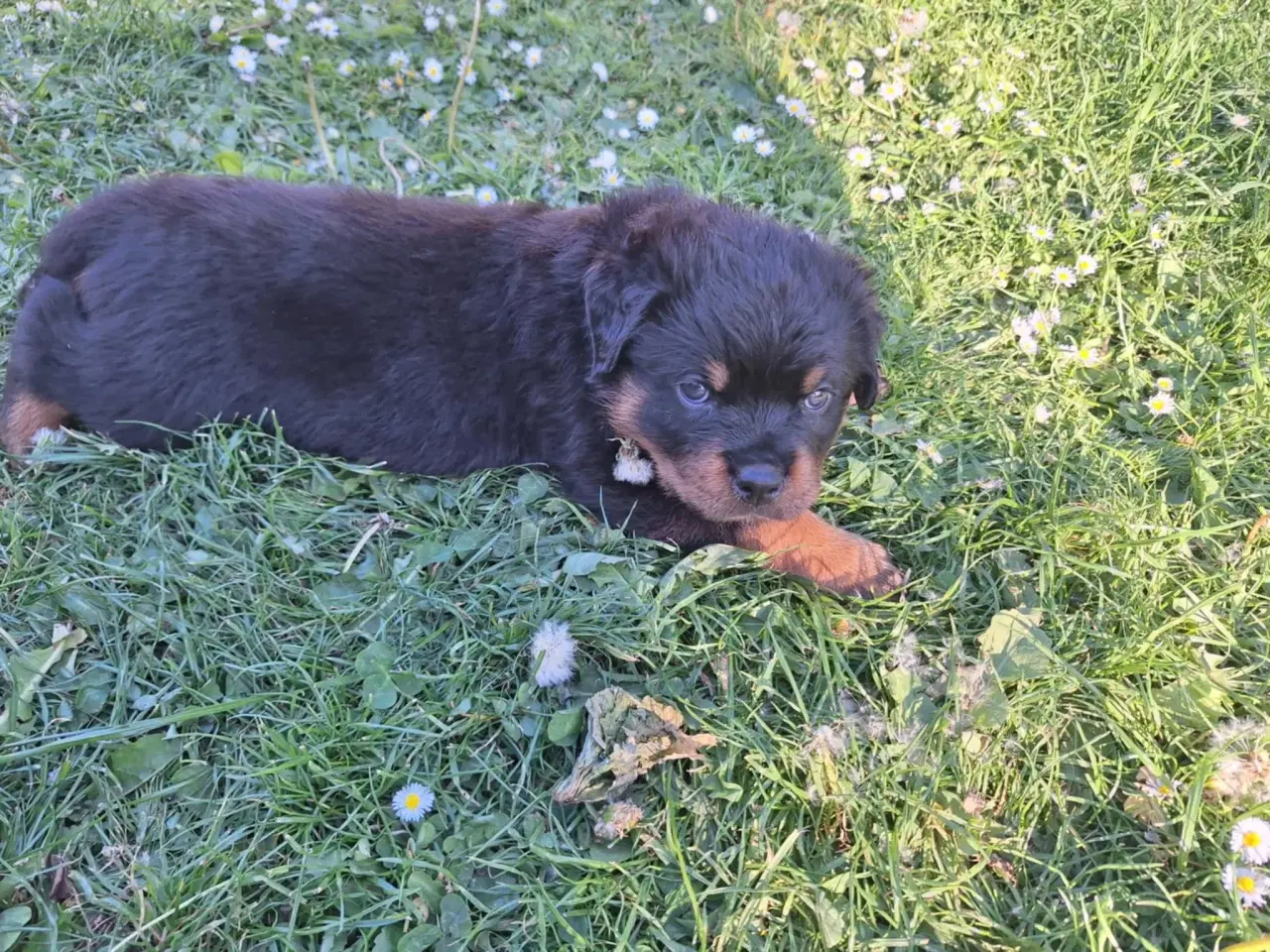 Billede 2 - Rottweiler hvalp ( Han ) 