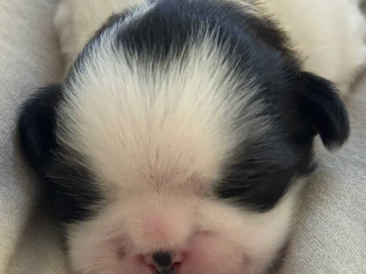 Billede 5 - Ægte Shih Tzu 30. september 2025