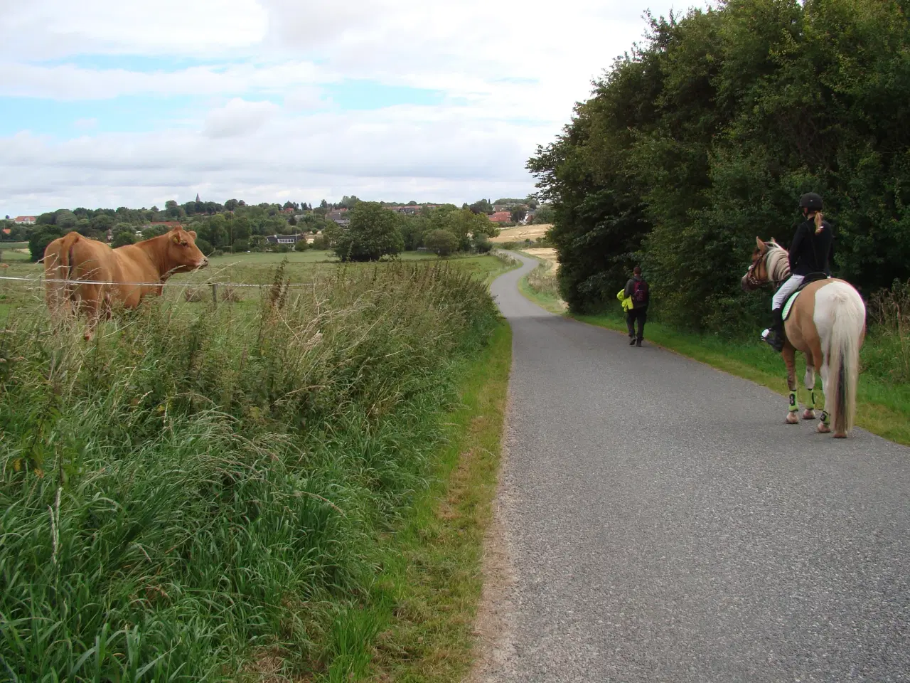 Billede 14 - Pinto/nordbakker blanding 