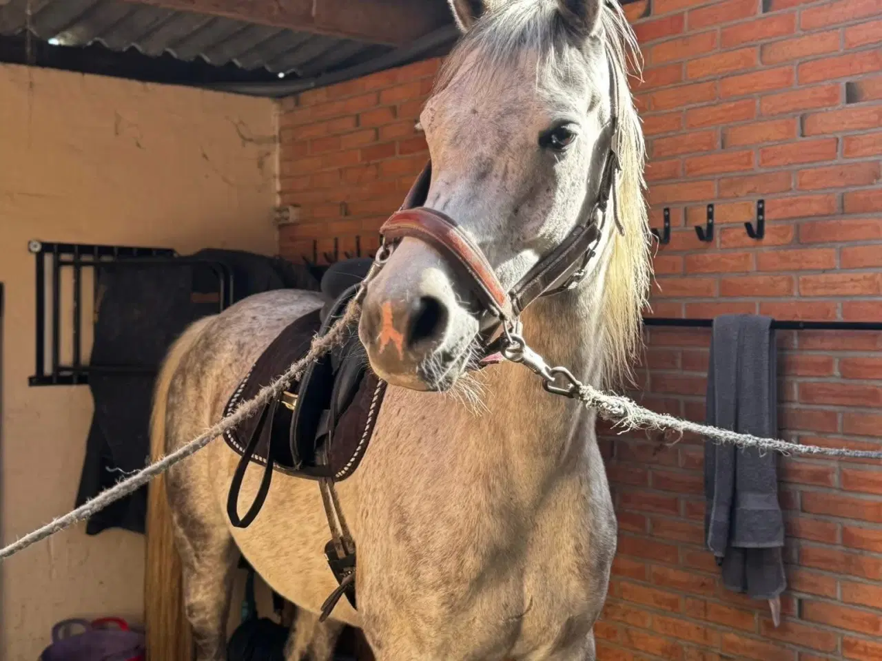 Billede 6 - Sensitiv araber vallak søger nyt hjem☺️