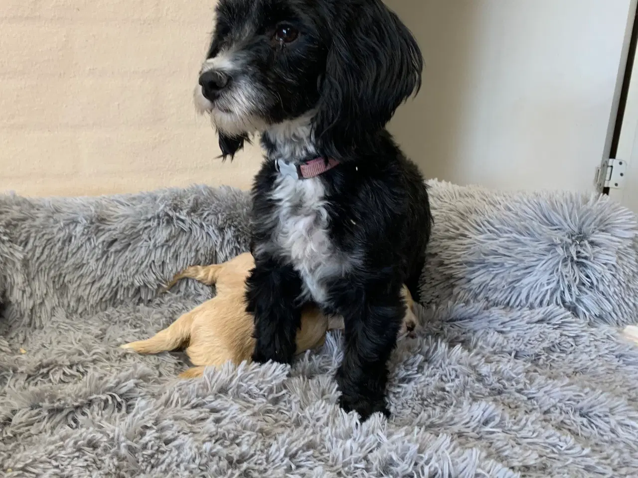 Billede 15 - Små fine Maltipoo babyer 