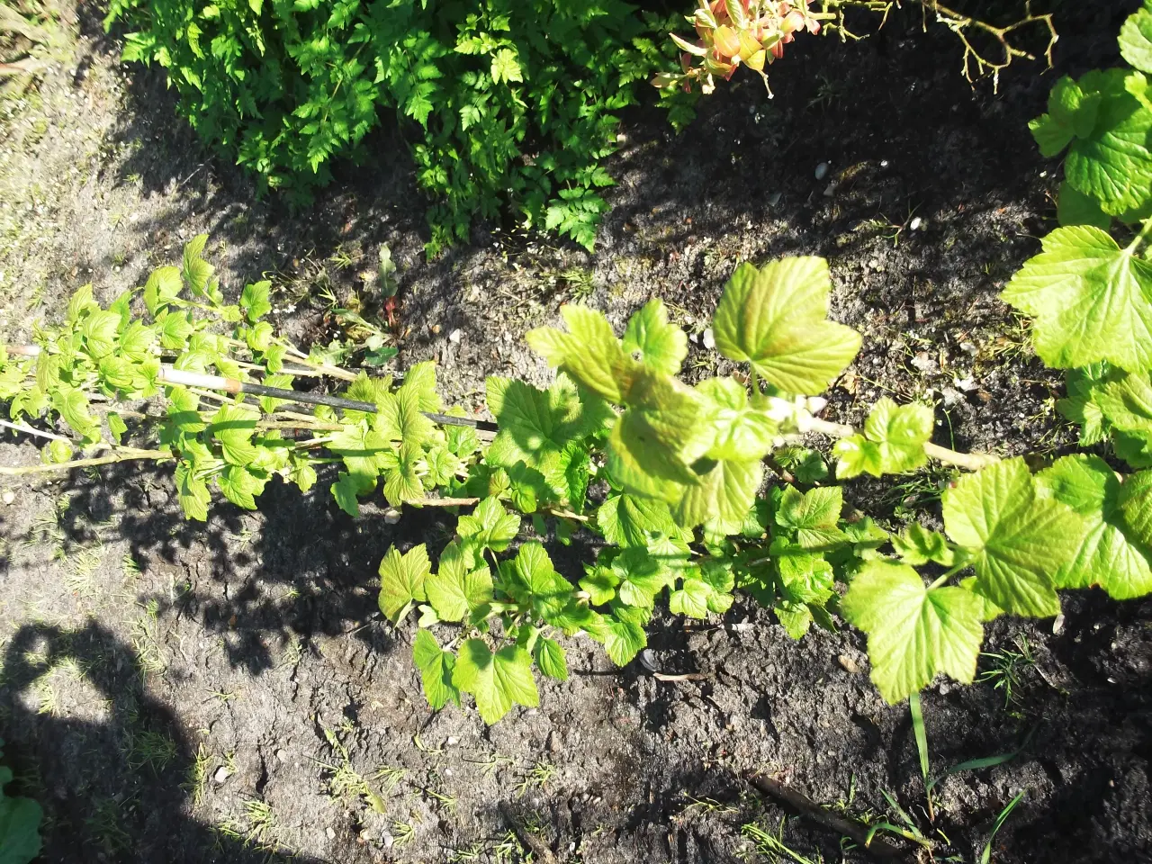 Billede 1 - fine kraftige solbærbuske