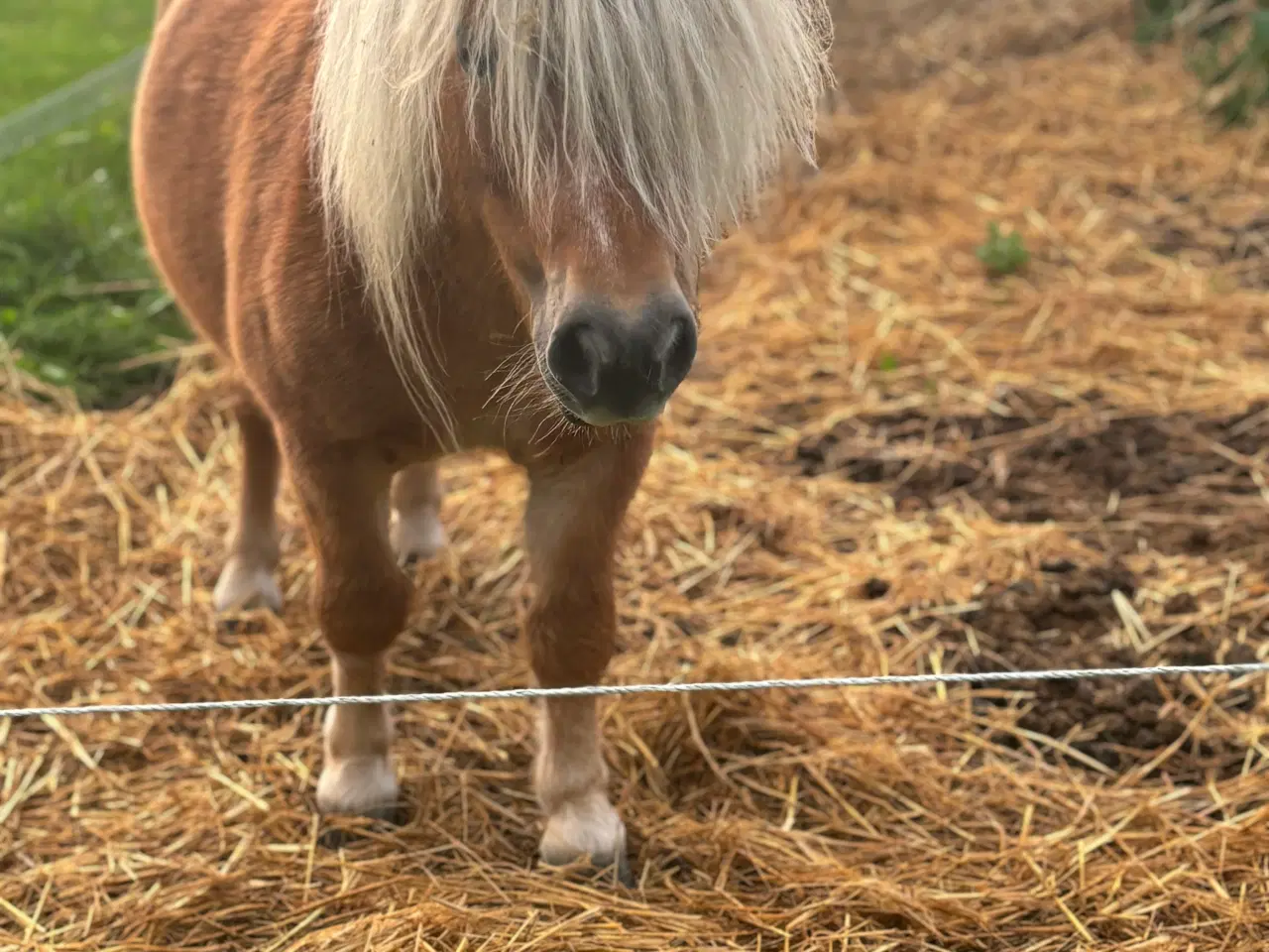 Billede 1 - Shetlands vallak - 6 år