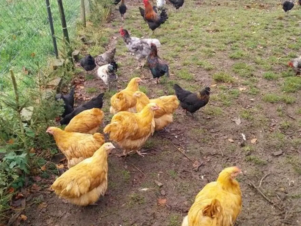 Billede 2 - 30 æg fra fritgående høns 50kr i 6818 Årre