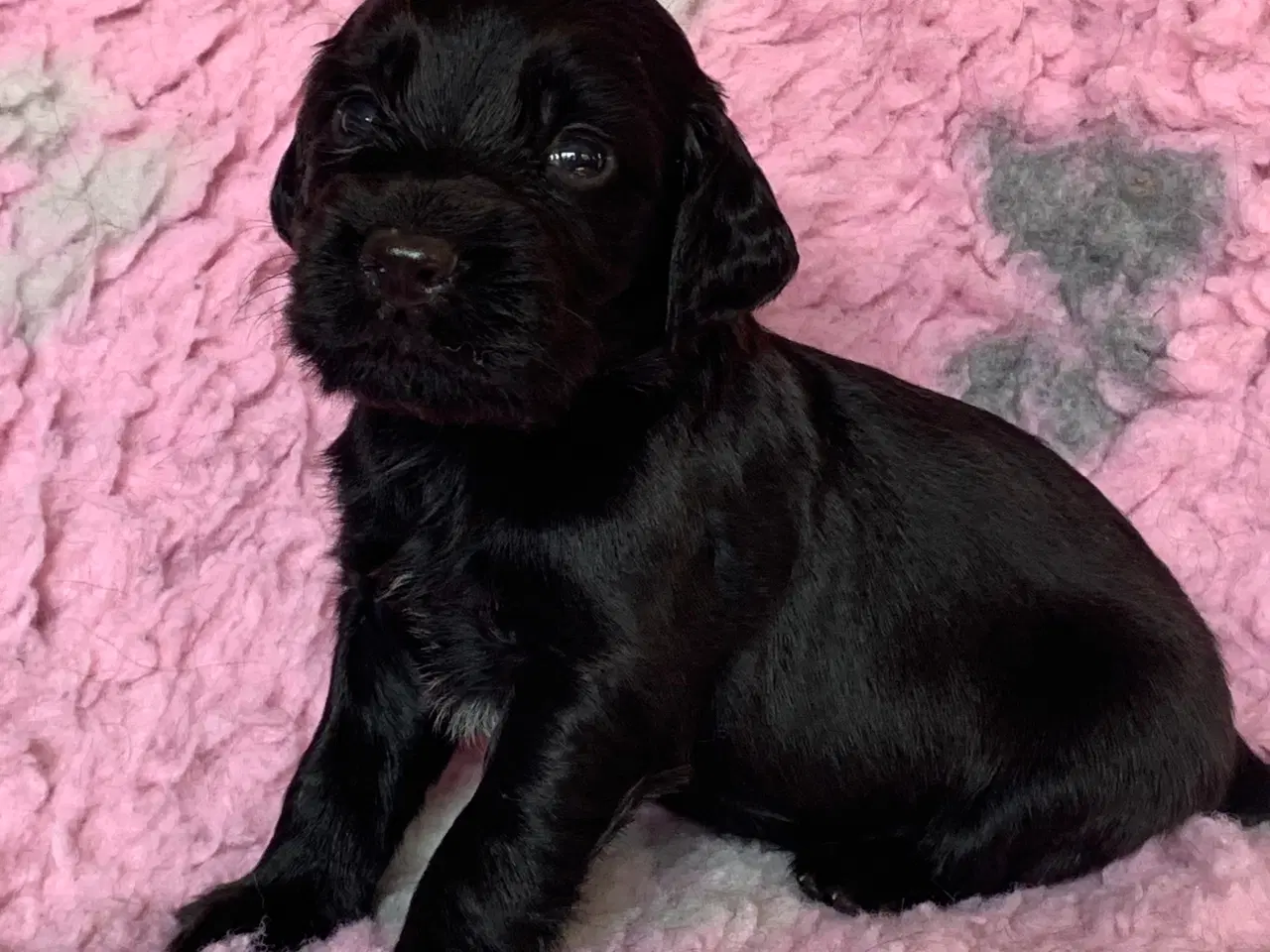 Billede 7 - FT Cocker Spaniel hvalpe