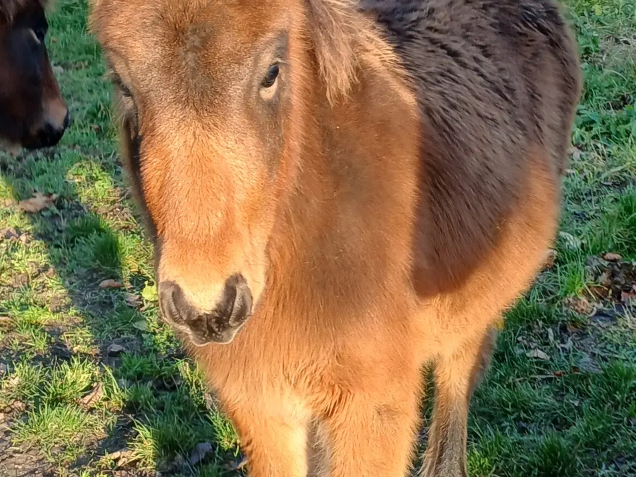 Billede 7 - Hoppeføl sælges