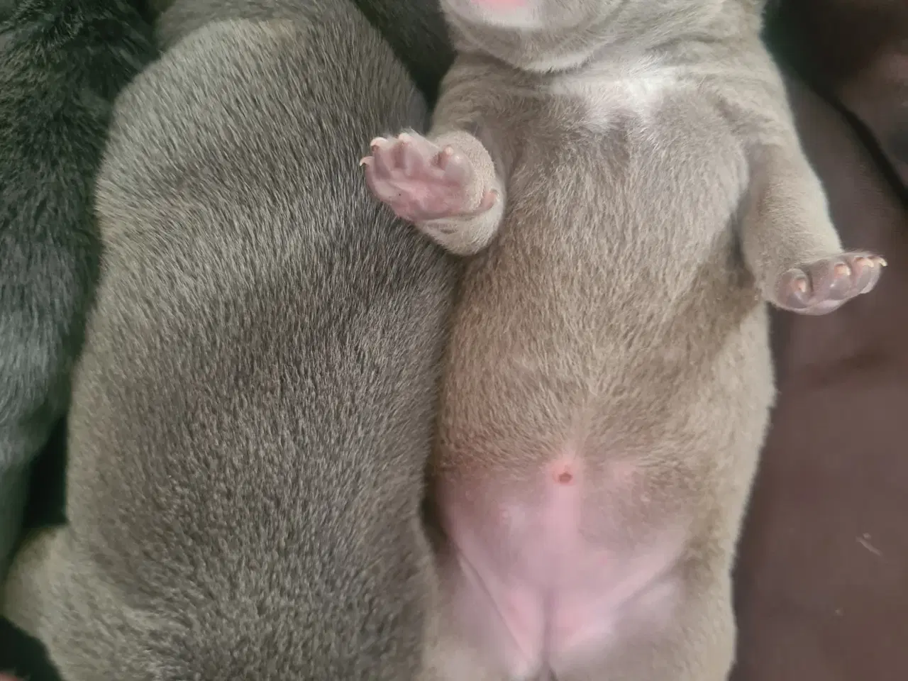 Billede 5 - Hvalpe American Bully Pocket 