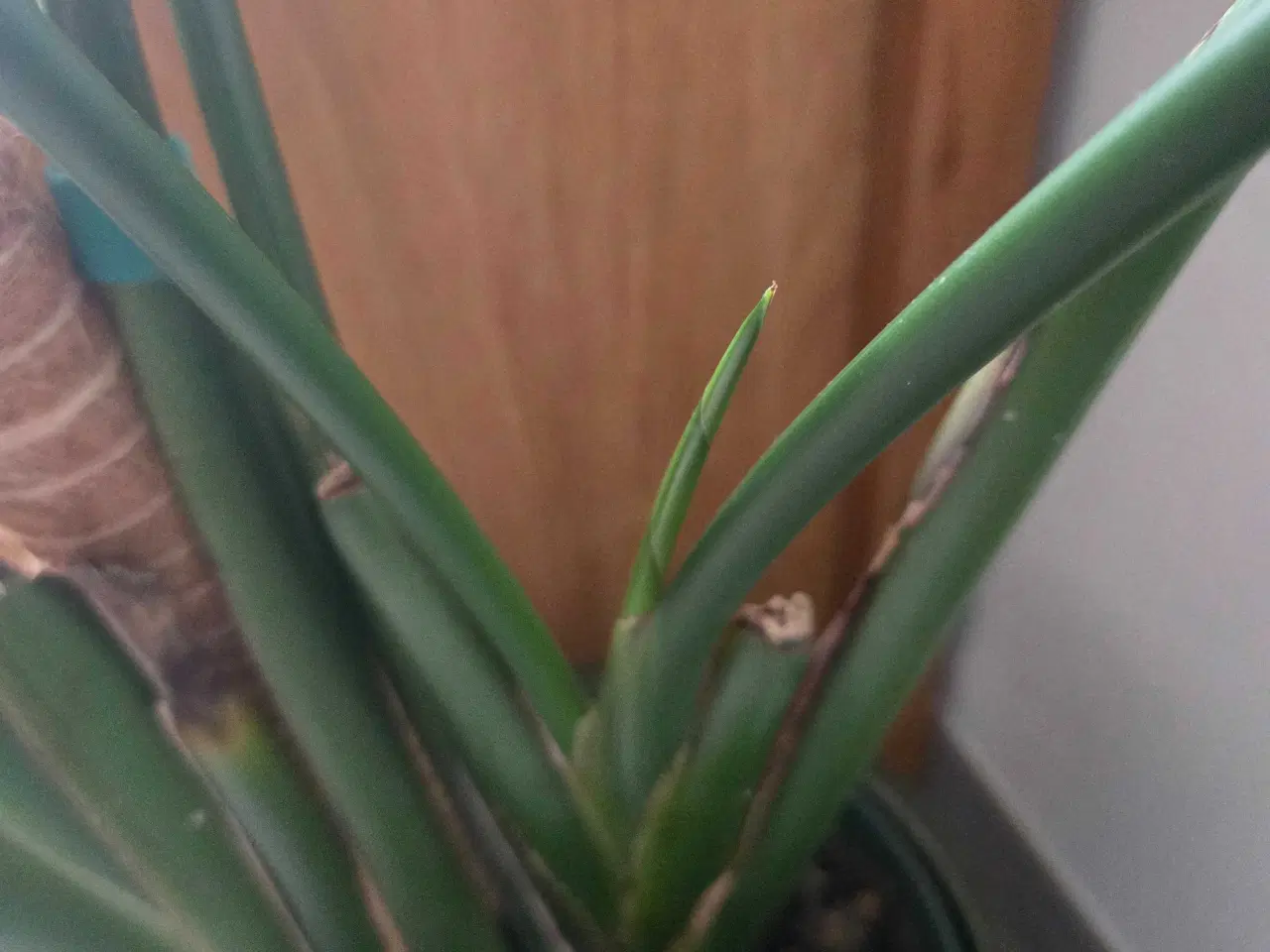 Billede 3 - Paradisfugl plante 150 cm. (Strelitzia 'Nicolai')