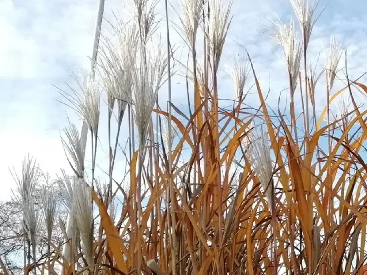 Billede 3 - Elefantgræs - kæmpegræs - Miscanthus