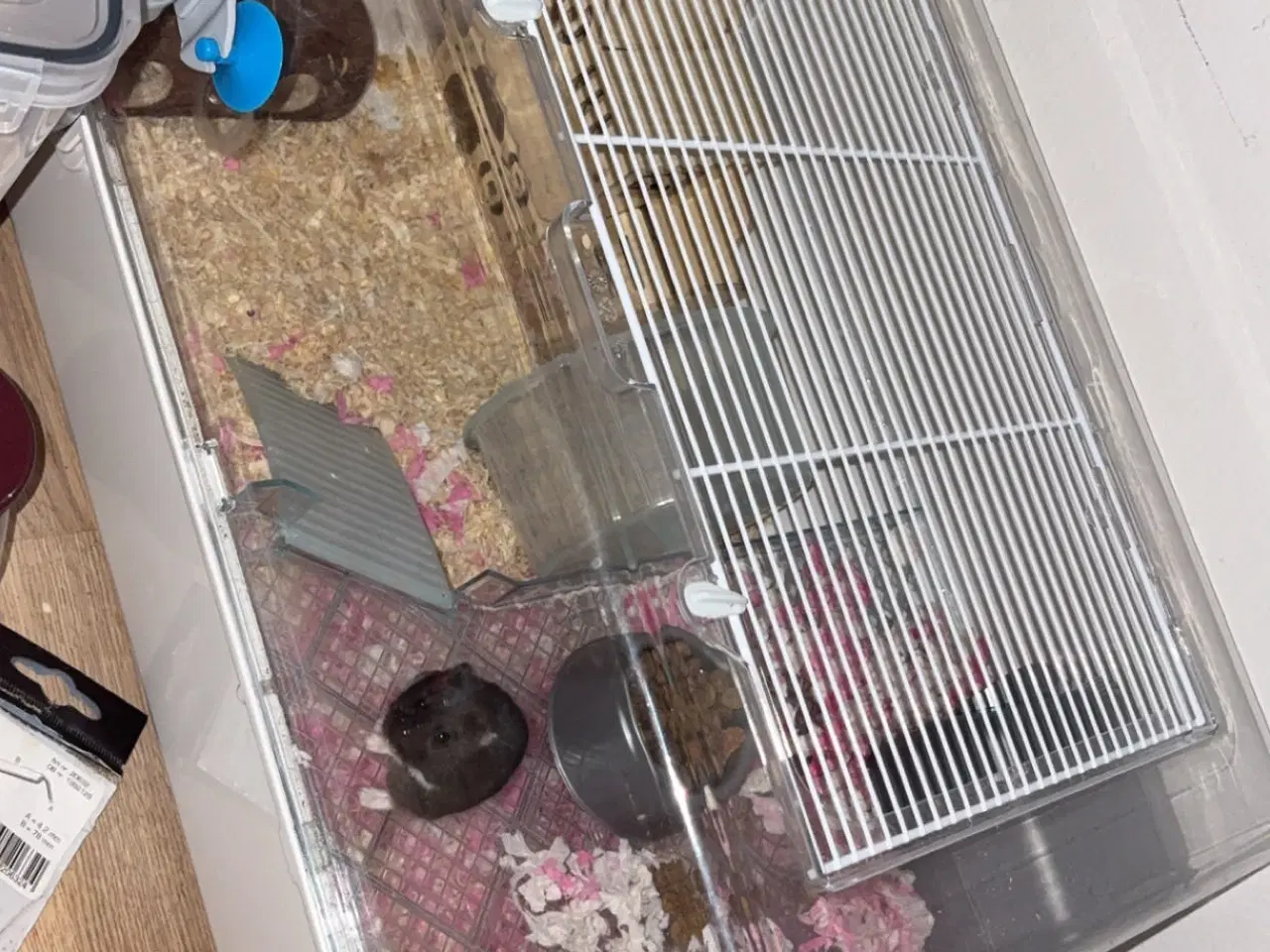 Billede 4 - Sød han hamster