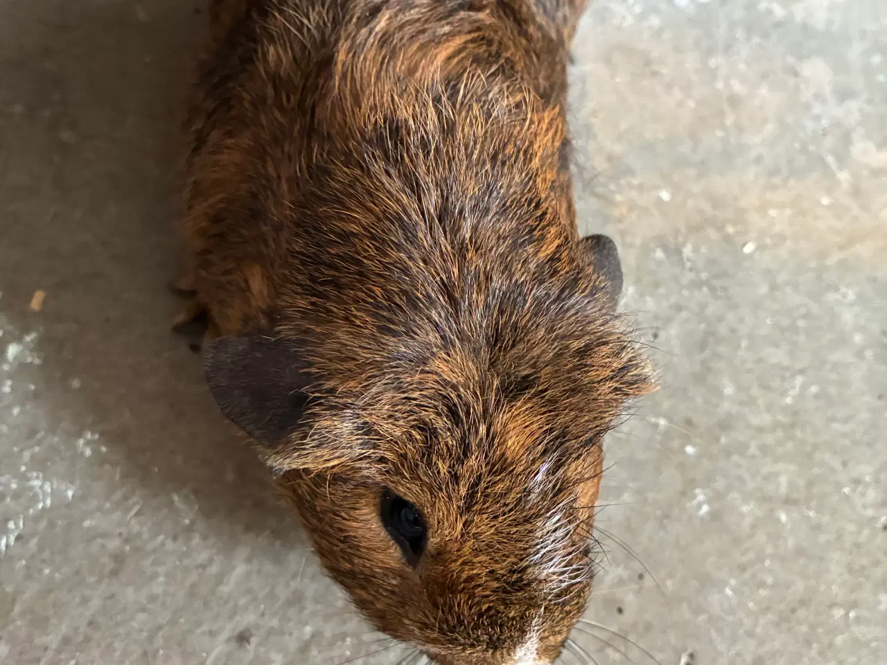 Billede 4 - Marsvin i forskellig aldre skinner er hunner