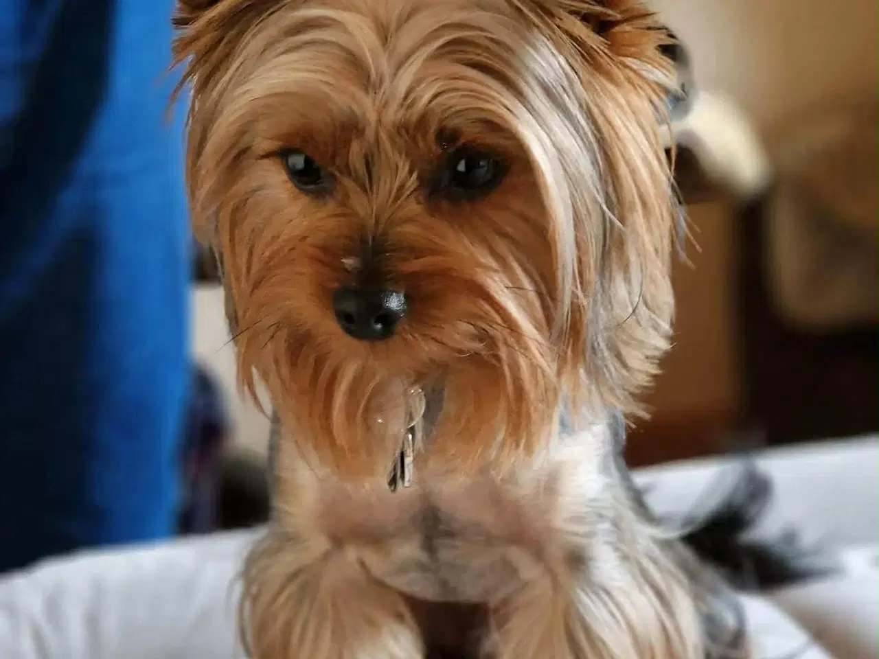 Billede 8 - Mini Yorkshire terrier girl