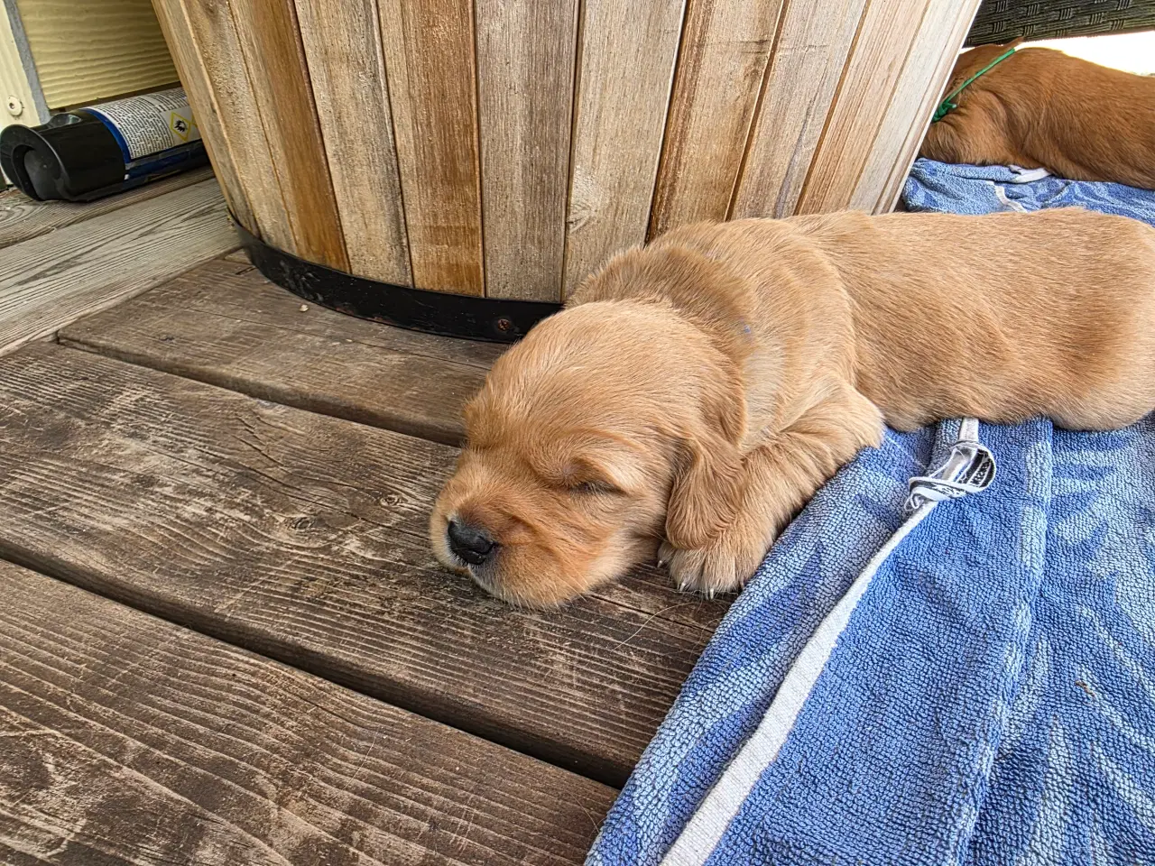 Billede 9 - Golden retriever hvalpe