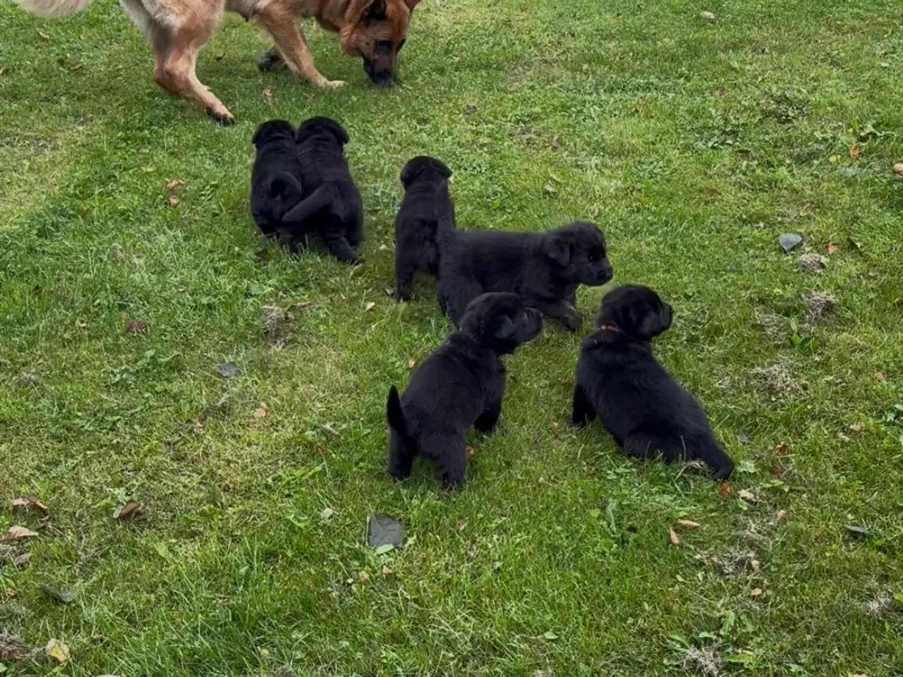 Billede 1 - Schæfer/Labrador hvalpe