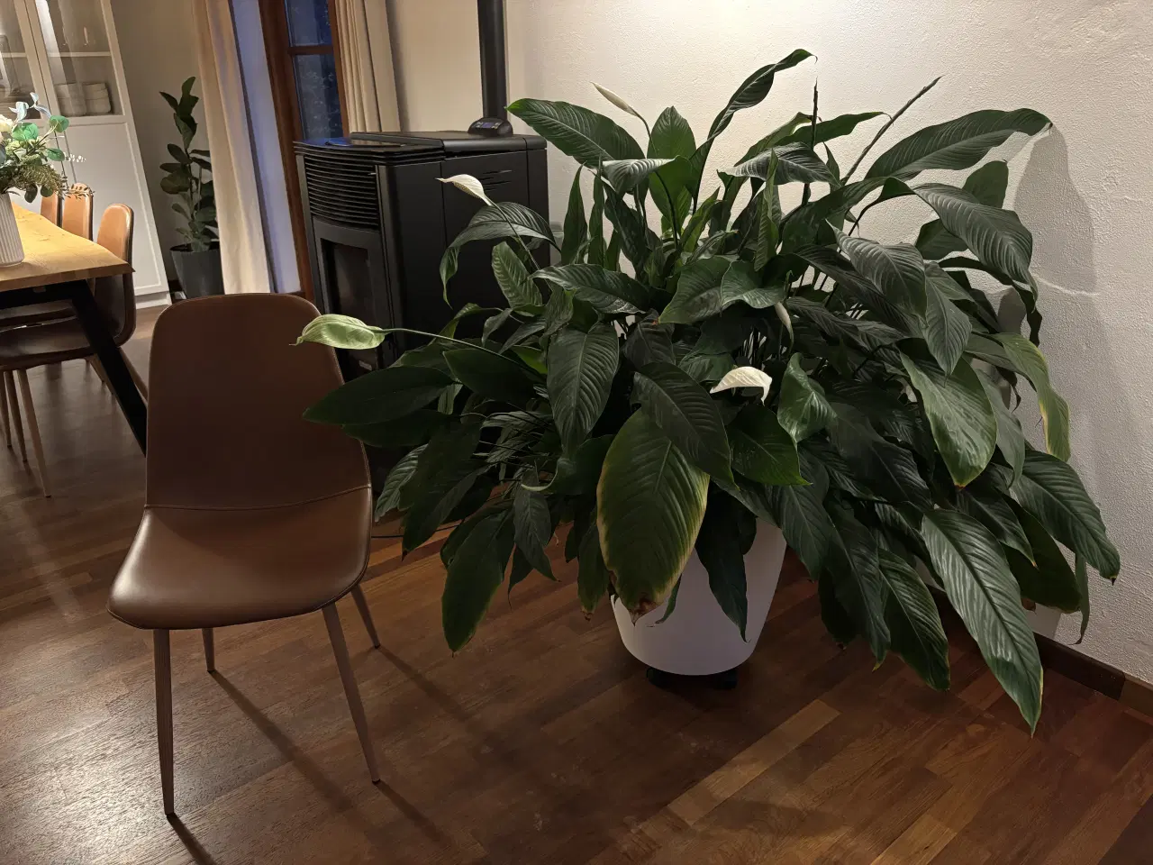 Billede 1 - Kæmpe fredslilje i seovvandingspotte