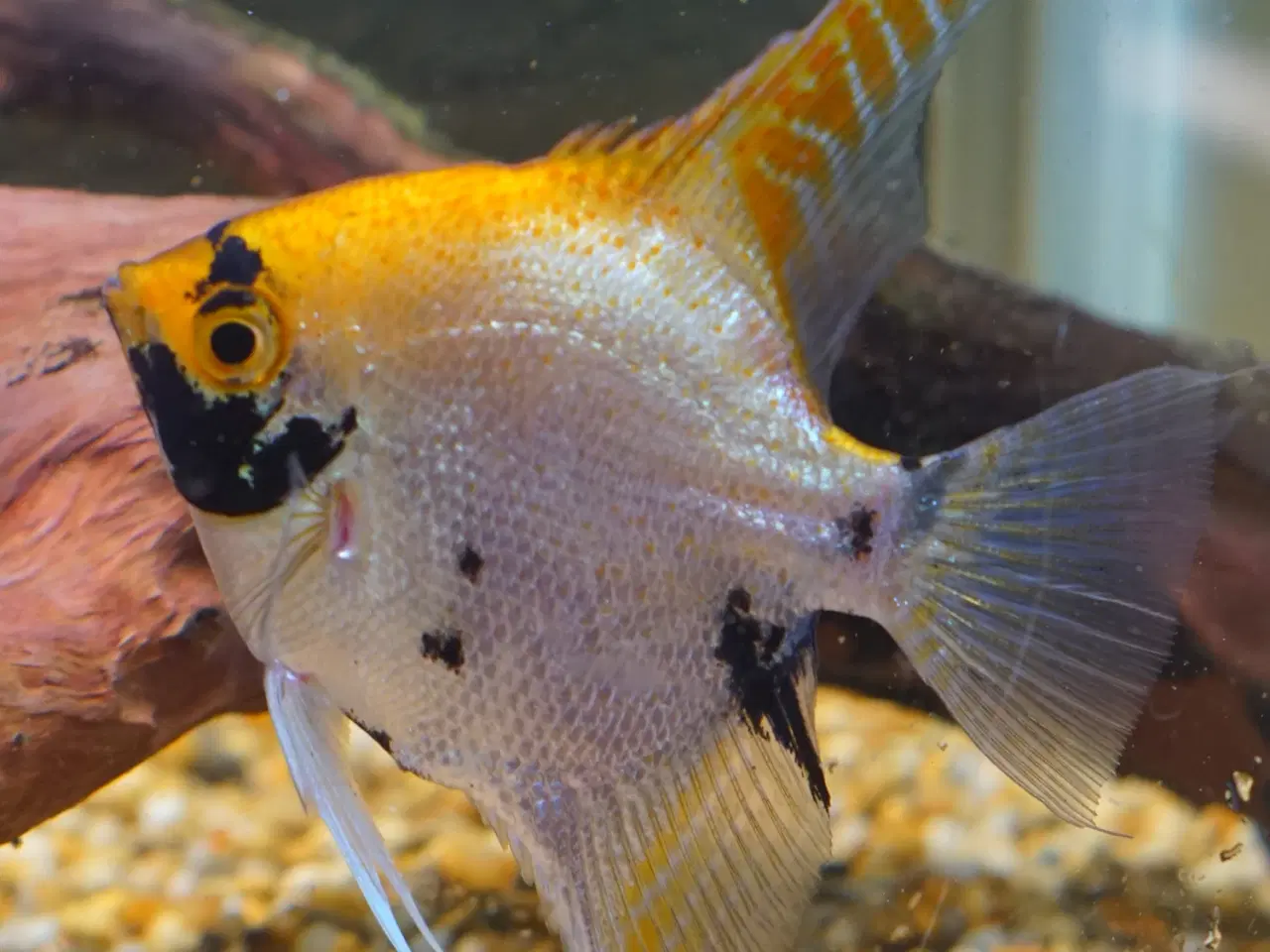 Billede 5 - Koi Scalarer til det store akvarie